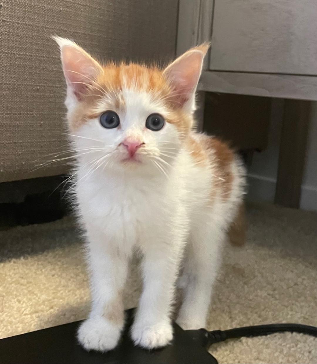 Meet “Ed Sheeran” – Joanne’s Furry Friends