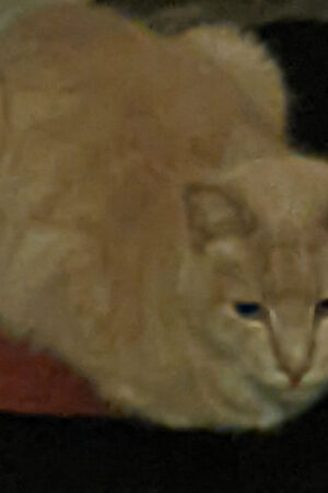 javert1