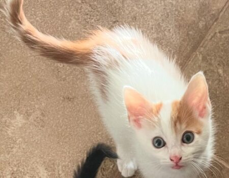 gideon