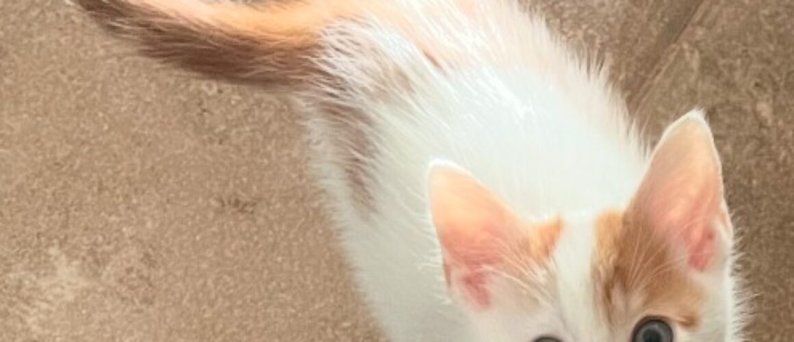 gideon