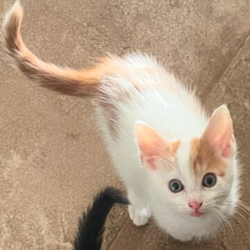 gideon
