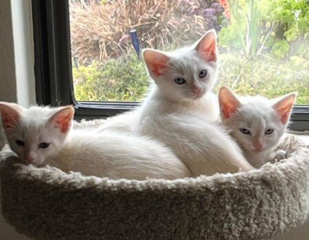 all three all three