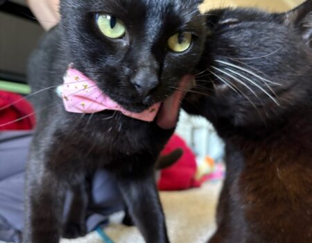 AA182ECE-C38B-489D-800F-003A517178E8