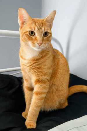 ChatGPT Image Nov 10, 2025, 01_42_57 PM