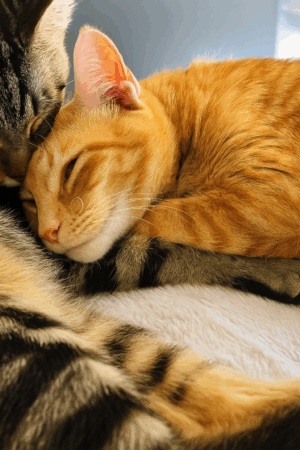 ChatGPT Image Nov 10, 2025, 01_45_31 PM