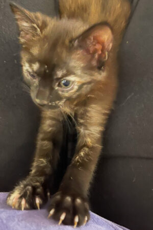 IMG_4675