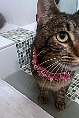 cat2_enhanced_sharp_colorbalance