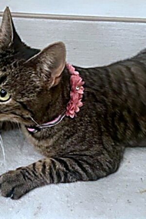 cat3_enhanced_sharp_colorbalance
