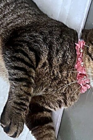 cat5_enhanced_sharp_colorbalance