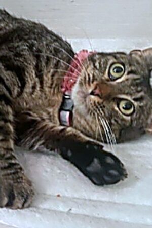 cat6_enhanced_sharp_colorbalance