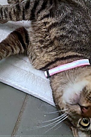 cat7_enhanced_sharp_colorbalance