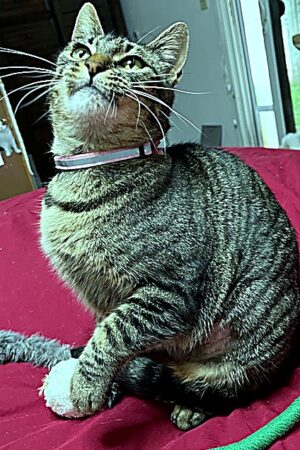 cat8_enhanced_sharp_colorbalance