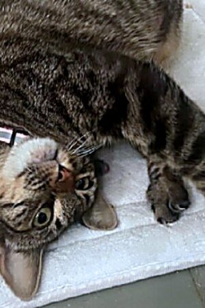 cat_enhanced_sharp_colorbalance