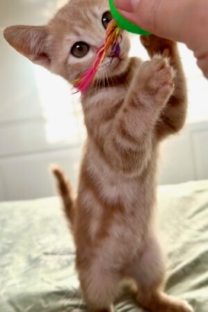 IMG_1268 IMG_1268